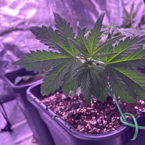Wedding Cake Auto growlog timeline photo