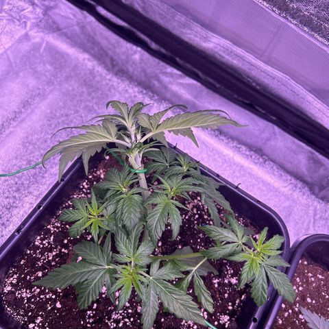 Wedding Cake Auto growlog timeline photo
