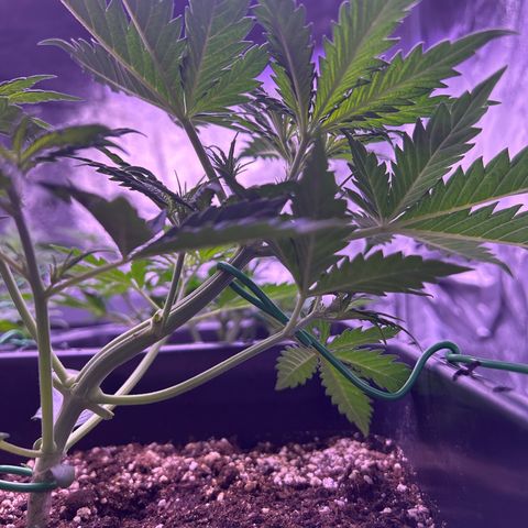 Royal Kush Automatic growlog timeline photo