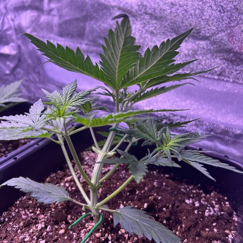 Royal Kush Automatic growlog timeline photo