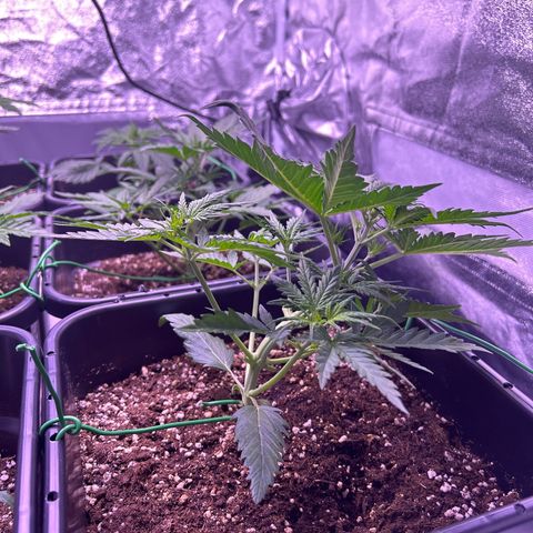 Royal Kush Automatic growlog timeline photo