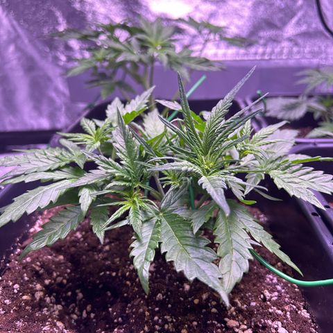 Royal Cheese Automatic growlog timeline photo