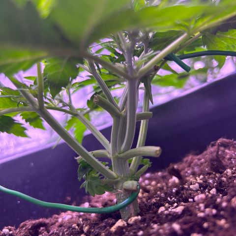 Royal Cheese Automatic growlog timeline photo