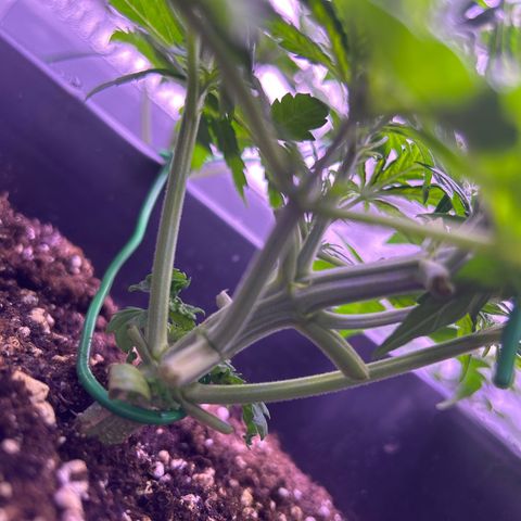 Royal Cheese Automatic growlog timeline photo
