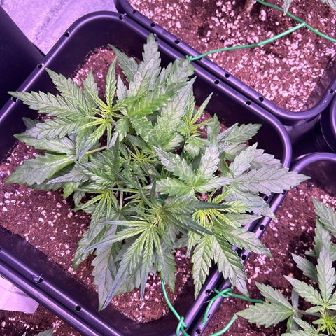 Royal Cheese Automatic growlog timeline photo