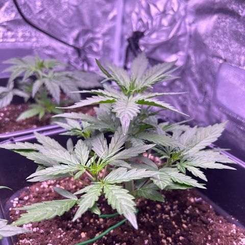 Grape Ape growlog timeline photo