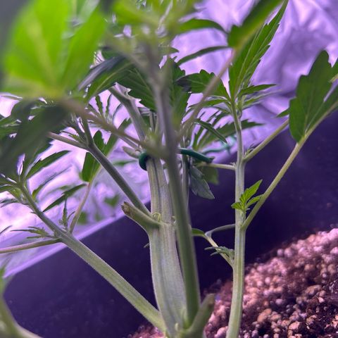 Grape Ape growlog timeline photo