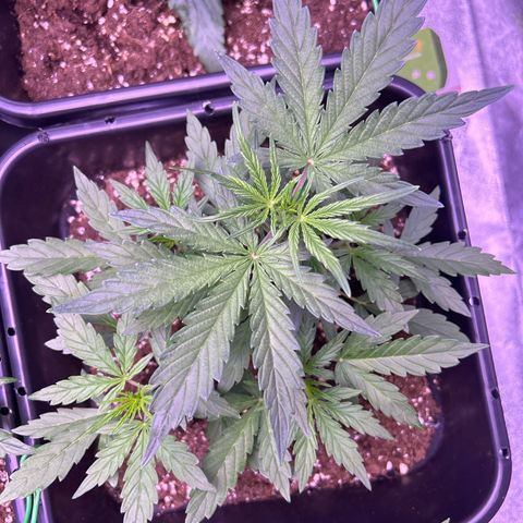 Grape Ape growlog timeline photo
