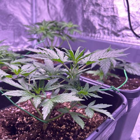 Grape Ape growlog timeline photo