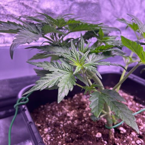 Wedding Cake Auto growlog timeline photo