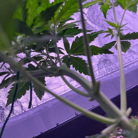 Wedding Cake Auto growlog timeline photo
