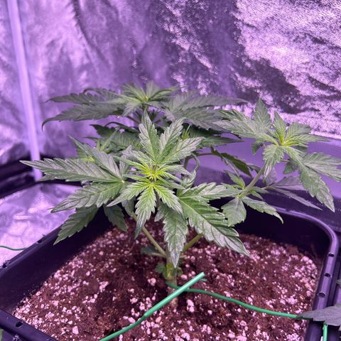 Wedding Cake Auto growlog timeline photo