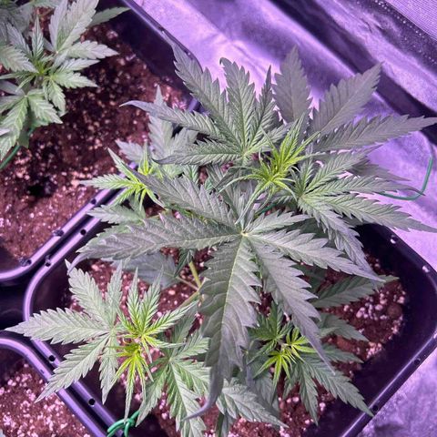 Royal Kush Automatic growlog timeline photo