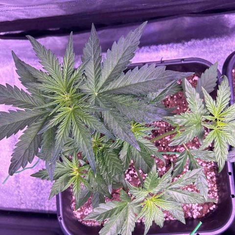 Wedding Cake Auto growlog timeline photo