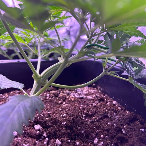 Royal Kush Automatic growlog timeline photo