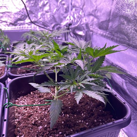 Royal Kush Automatic growlog timeline photo
