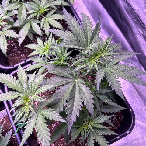 Royal Kush Automatic growlog timeline photo