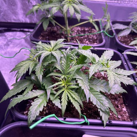 Royal Cheese Automatic growlog timeline photo