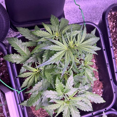 Royal Cheese Automatic growlog timeline photo