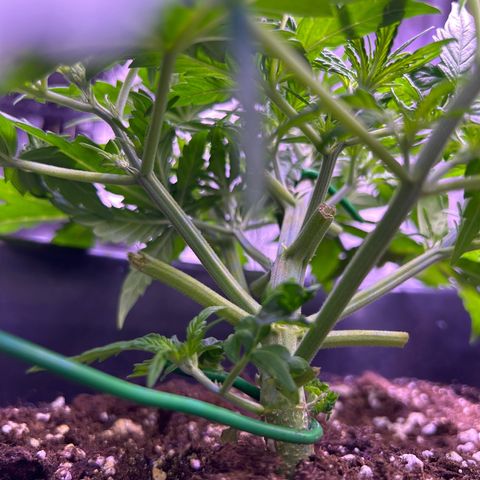 Royal Cheese Automatic growlog timeline photo