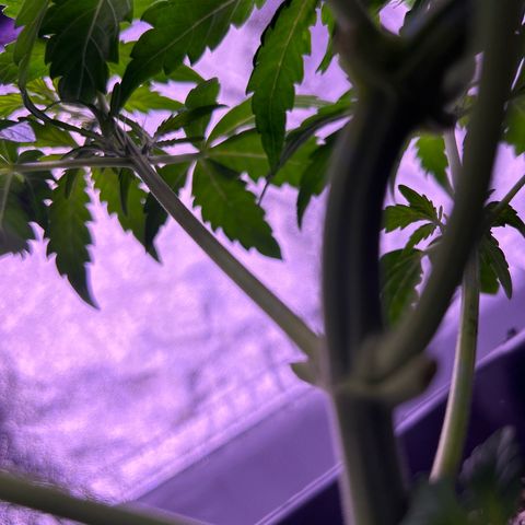 Wedding Cake Auto growlog timeline photo