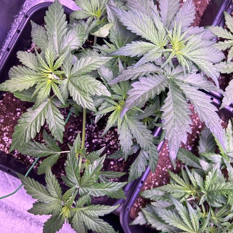 Wedding Cake Auto growlog timeline photo
