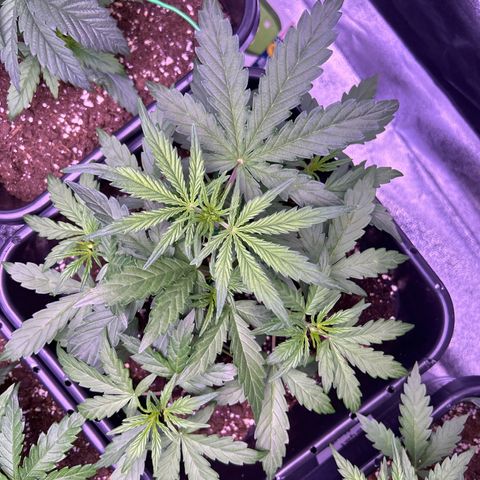 Grape Ape growlog timeline photo