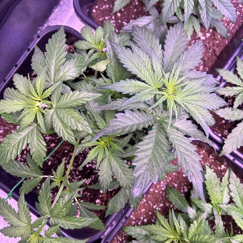 Wedding Cake Auto growlog timeline photo