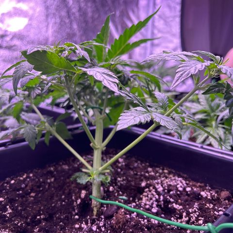 Wedding Cake Auto growlog timeline photo