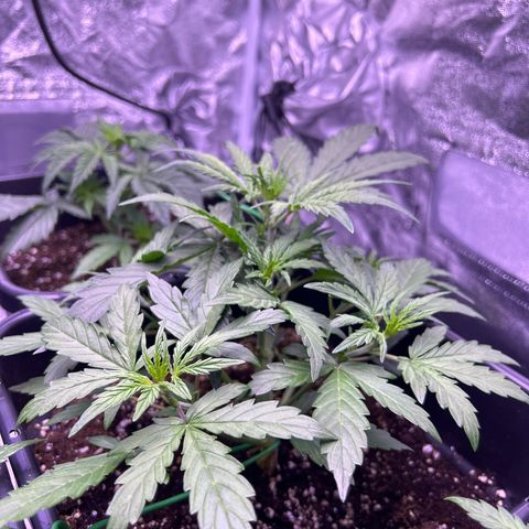 Grape Ape growlog timeline photo