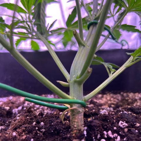 Grape Ape growlog timeline photo