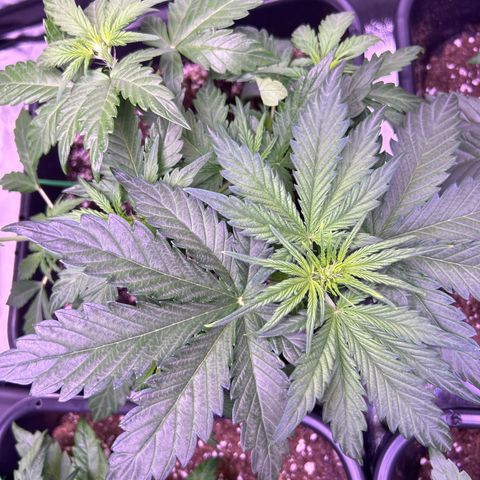 Wedding Cake Auto growlog timeline photo