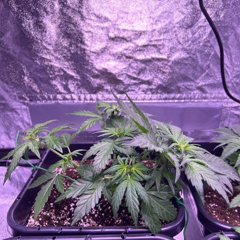 Wedding Cake Auto growlog timeline photo