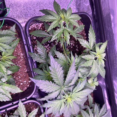 Wedding Cake Auto growlog timeline photo