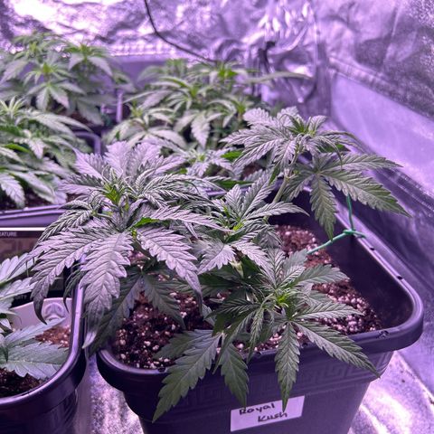 Royal Kush Automatic growlog timeline photo