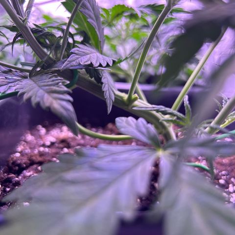 Royal Kush Automatic growlog timeline photo