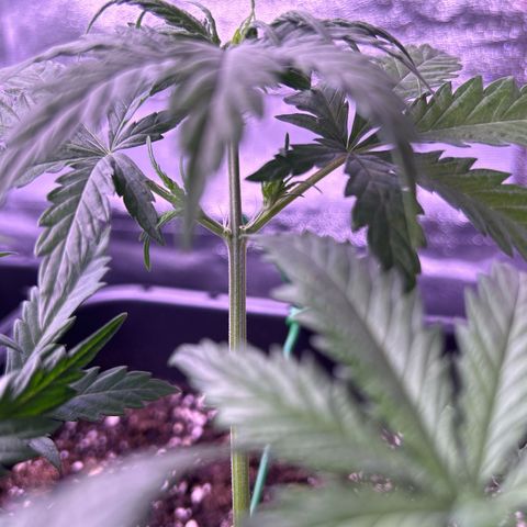 Royal Kush Automatic growlog timeline photo