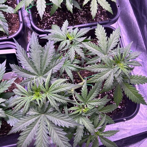 Royal Kush Automatic growlog timeline photo