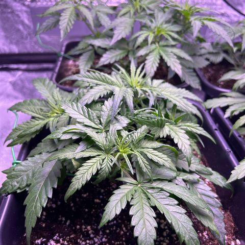 Royal Cheese Automatic growlog timeline photo