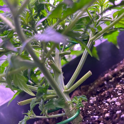 Royal Cheese Automatic growlog timeline photo