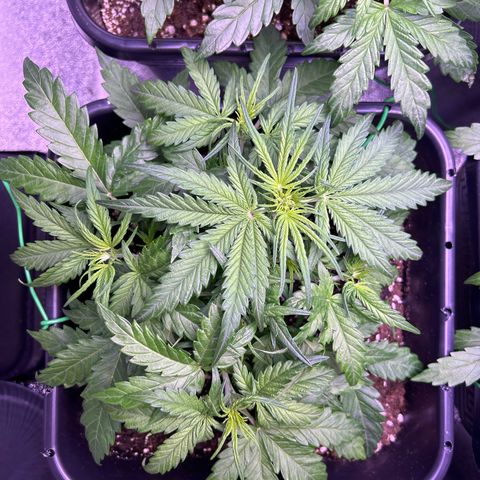 Royal Cheese Automatic growlog timeline photo