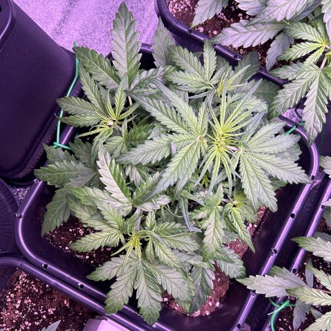 Royal Cheese Automatic growlog timeline photo
