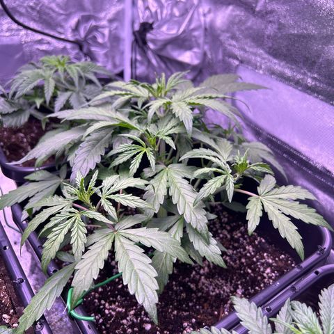 Grape Ape growlog timeline photo