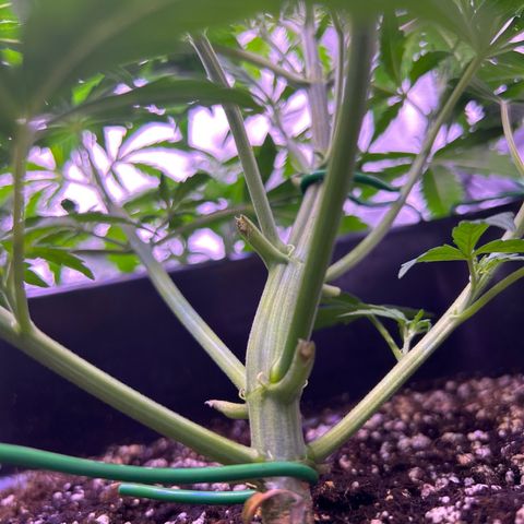 Grape Ape growlog timeline photo