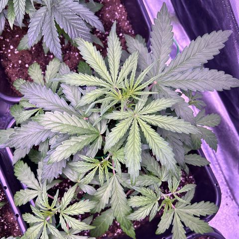 Grape Ape growlog timeline photo