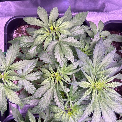 Wedding Cake Auto growlog timeline photo