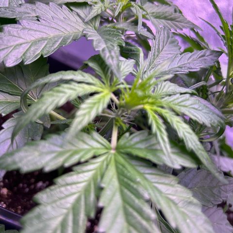 Wedding Cake Auto growlog timeline photo