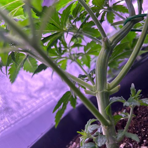 Wedding Cake Auto growlog timeline photo