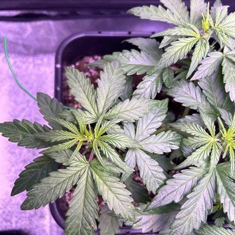 Wedding Cake Auto growlog timeline photo