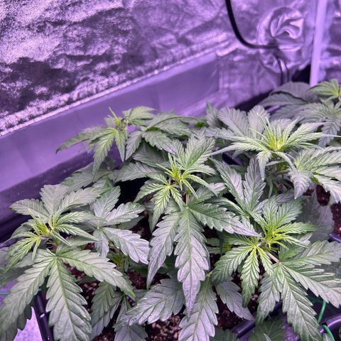 Wedding Cake Auto growlog timeline photo